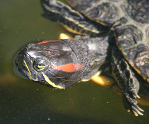 Roodwangschildpad  (R. Jooris)